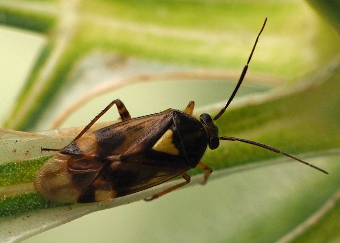 Orthops kalmii/ O. basalis